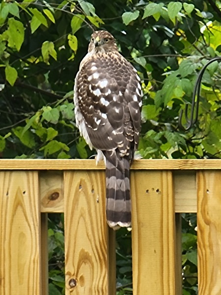 Entry image for Hawk. Clicking this image will show a larger photo