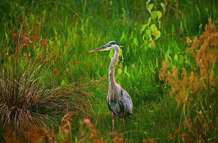 Entry image for Sunset Heron. Clicking this image will show a larger photo