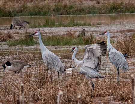 Entry image for Sandhill Cranes at Leopold's Preserve. Clicking this image will show a larger photo