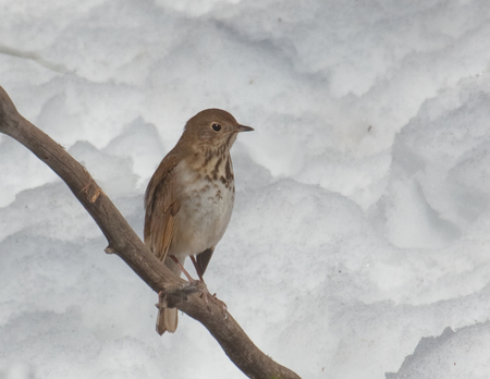 Entry image for Hermit Thrush in Winter. Clicking this image will show a larger photo