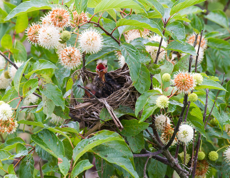 Entry image for Ready for lunch!. Clicking this image will show a larger photo