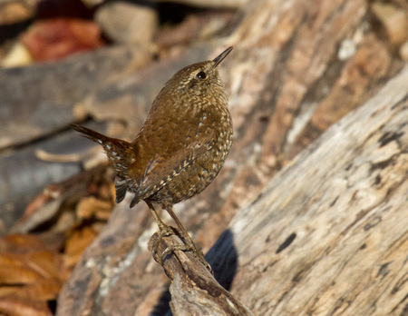 Entry image for Winter Wren. Clicking this image will show a larger photo