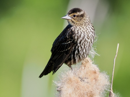 Entry image for Lots of Fluff. Clicking this image will show a larger photo