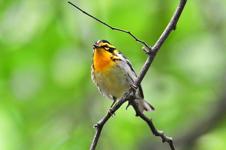 Entry image for Blackburnian Warbler. Clicking this image will show a larger photo