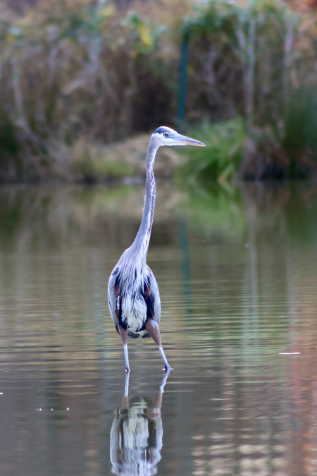 Entry image for Heron Poise . Clicking this image will show a larger photo