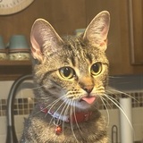 Entry image for Lily 