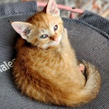 Entry image for Dapple 