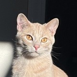 Entry image for Theo