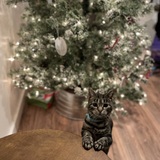 Entry image for Merida