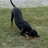 Entry image for Brigadier