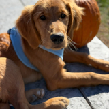 Entry image for Brixley