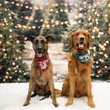 Entry image for Shadow & Tucker