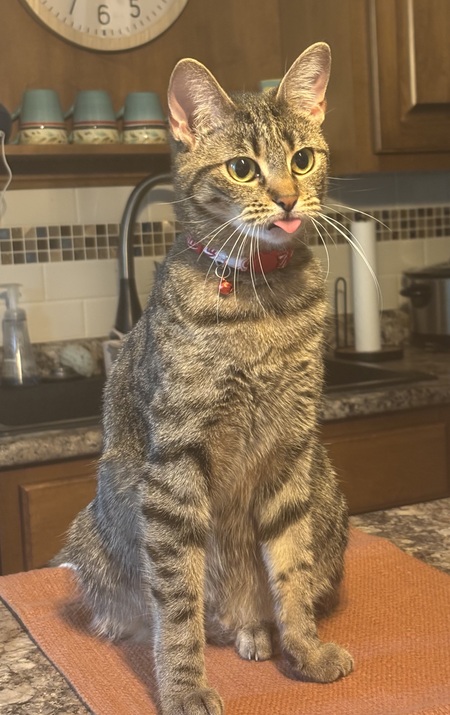 Entry image for Lily . Clicking this image will show a larger photo