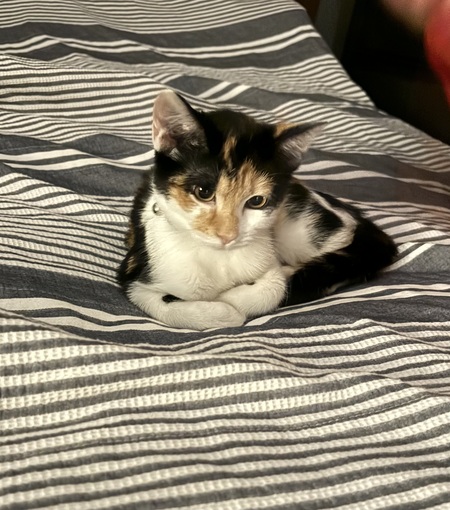 Entry image for Bellatrix. Clicking this image will show a larger photo