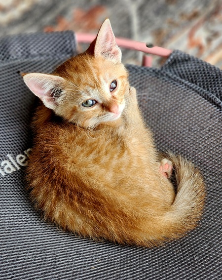 Entry image for Dapple . Clicking this image will show a larger photo