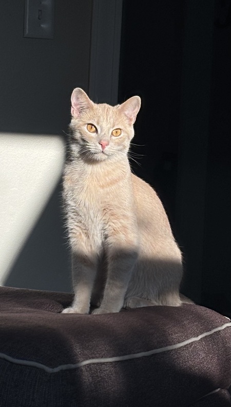 Entry image for Theo. Clicking this image will show a larger photo