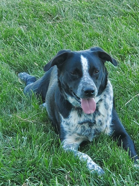 Entry image for Barney. Clicking this image will show a larger photo