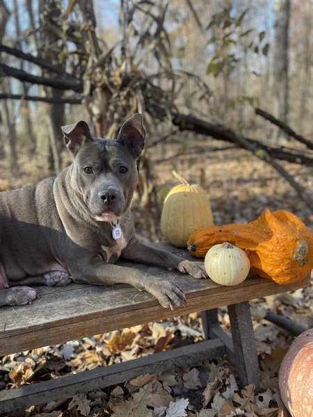 Entry image for Mia . Clicking this image will show a larger photo