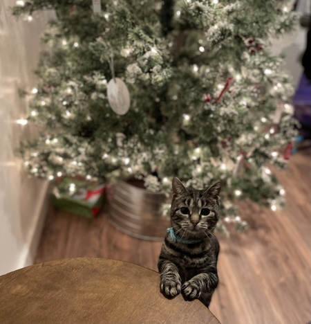 Entry image for Merida. Clicking this image will show a larger photo