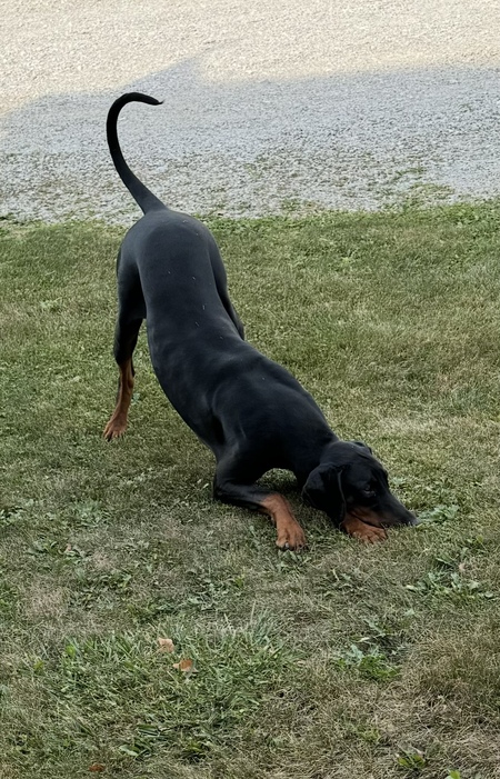 Entry image for Brigadier. Clicking this image will show a larger photo