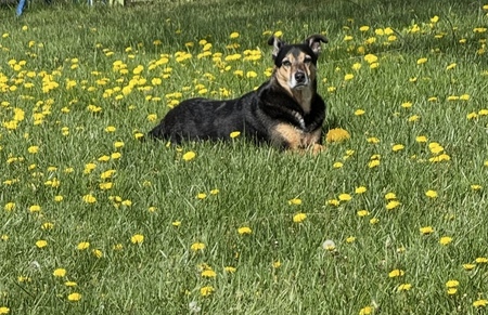 Entry image for Cooper T Bass. Clicking this image will show a larger photo