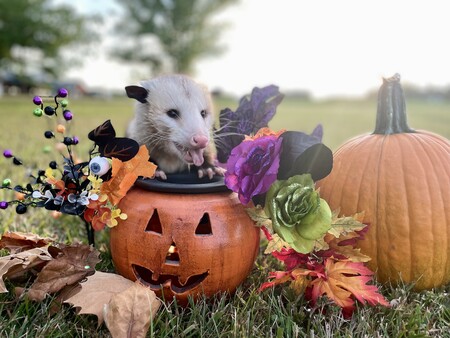 Entry image for Fluke. Clicking this image will show a larger photo