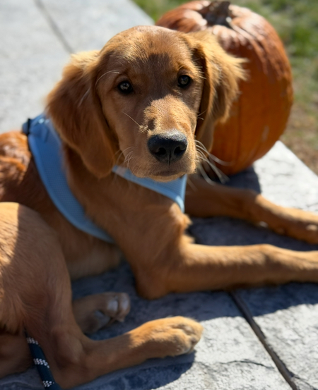 Entry image for Brixley. Clicking this image will show a larger photo