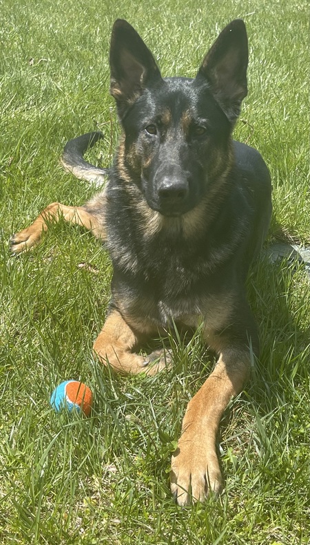 Entry image for Duke. Clicking this image will show a larger photo