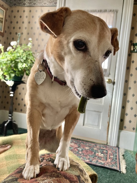 Entry image for Patches . Clicking this image will show a larger photo