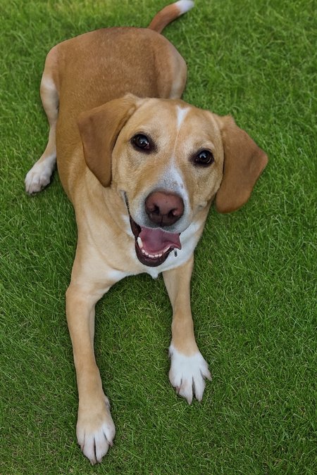 Entry image for Jax . Clicking this image will show a larger photo