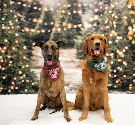 Entry image for Shadow & Tucker. Clicking this image will show a larger photo