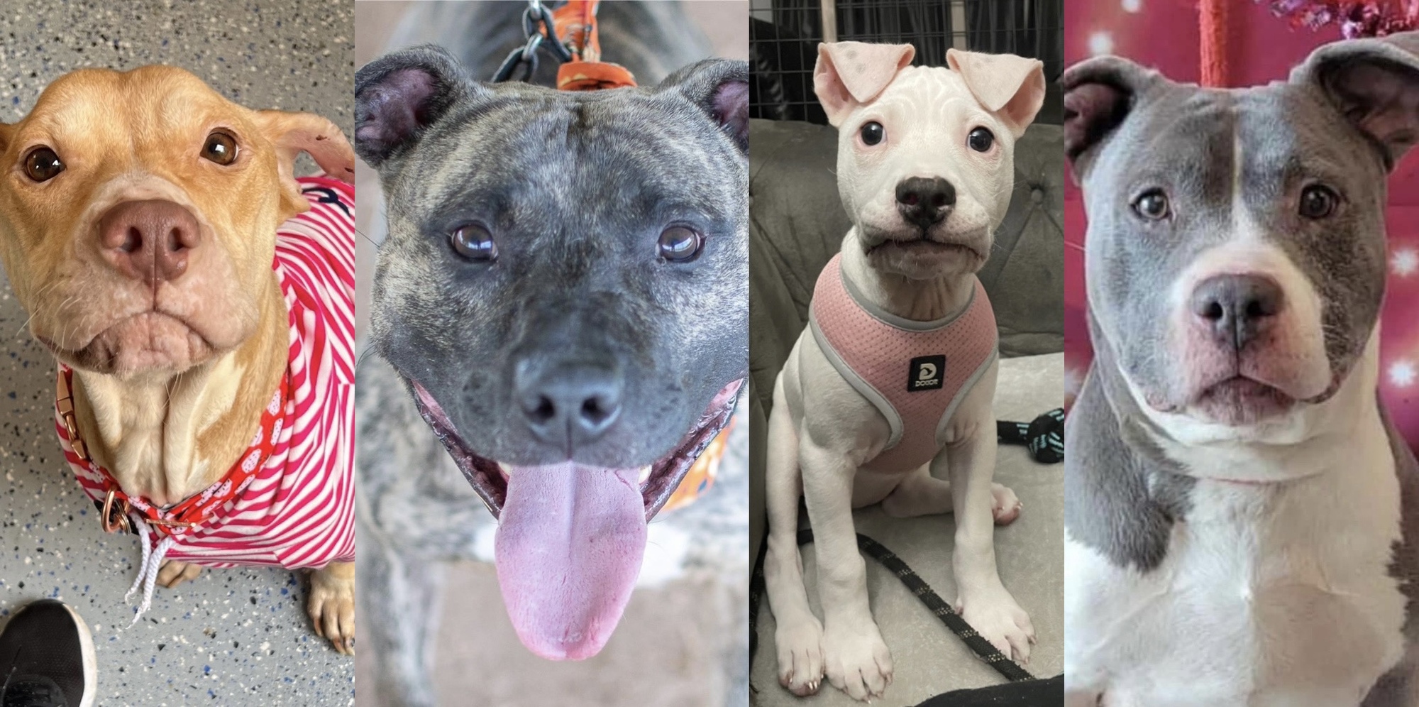 Banner for Christmas Coloring Book Photo Contest