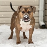 Entry image for Archie