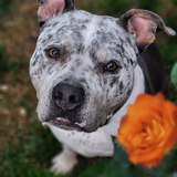 Entry image for Gozer