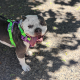 Entry image for Gouda