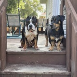 Entry image for Homer & Sasha