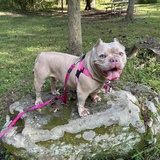 Entry image for Jenny (FKA Honey Bear)