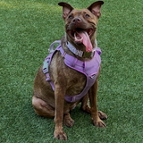 Entry image for Sadie Jane