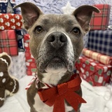 Entry image for Maple