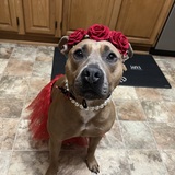 Entry image for Buffy