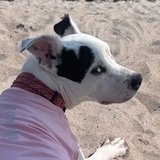 Entry image for Birdie