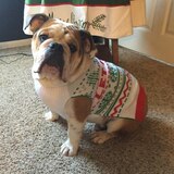 Entry image for Brutus Beefcake