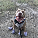 Entry image for Pumpkin