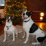 Entry image for Ciara & Clyde