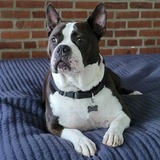 Entry image for Wilbur