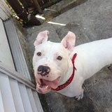 Entry image for Spartacus (aka papa spar)