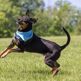 Entry image for Blue