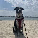 Entry image for Itachi