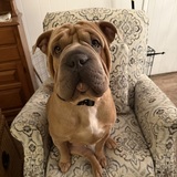 Entry image for Brisket