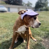 Entry image for Tyson